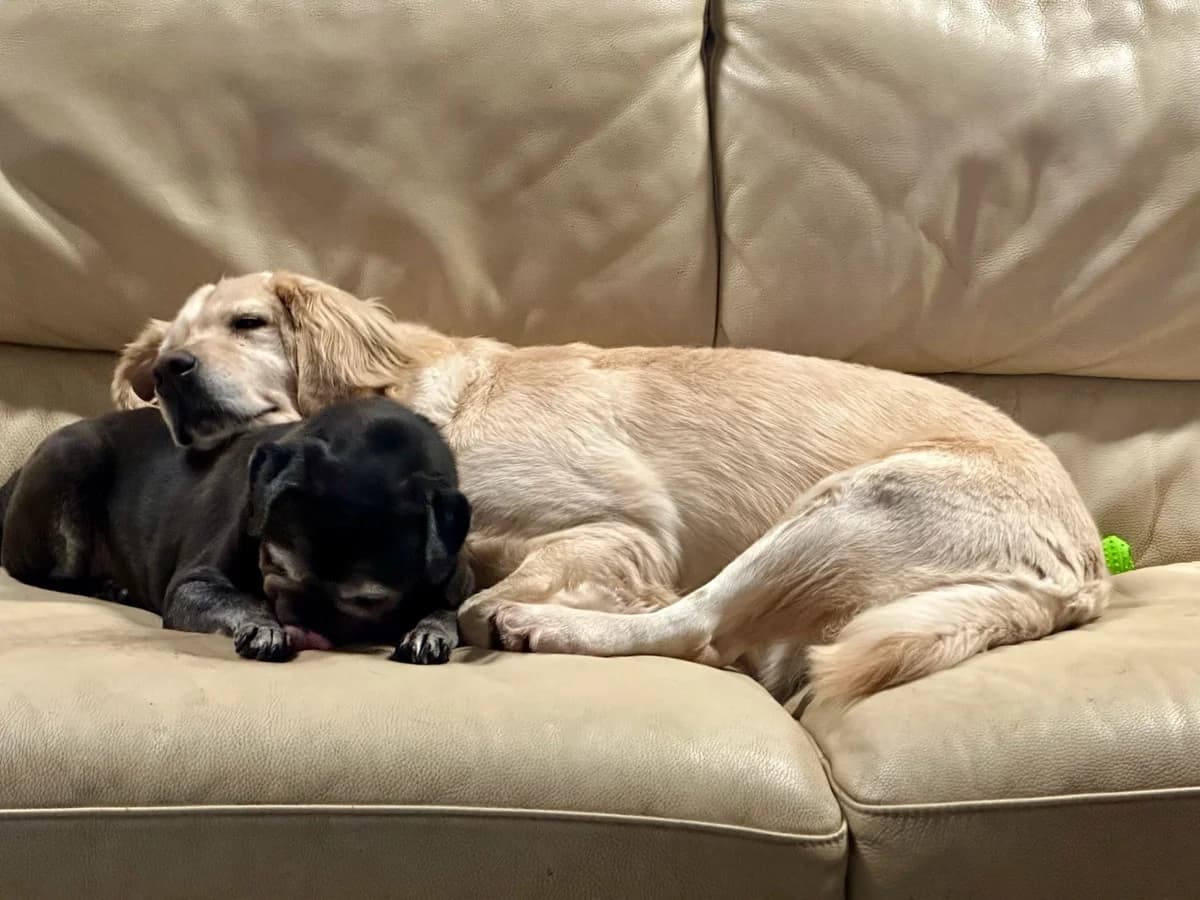 Rachel, beige foncé female Labrador Retriever for adoption at Les Petits Vieux ASBL, Chièvres — photo 6 of 8
