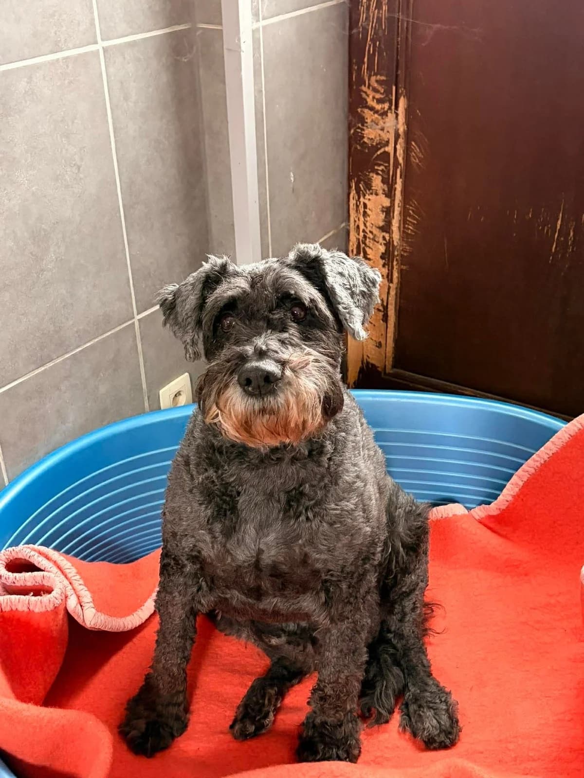 Riga, gris foncé female Bouvier des Flandres for adoption at Les Petits Vieux ASBL, Chièvres