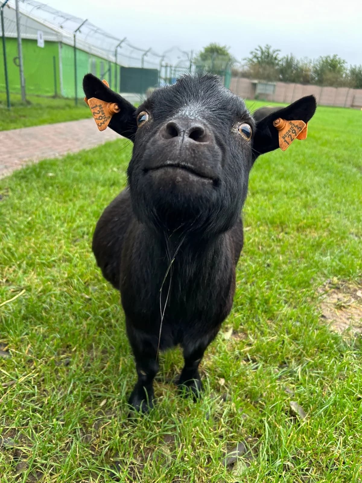 Roméo, noir male mixed breed for adoption at Les Petits Vieux ASBL, Chièvres