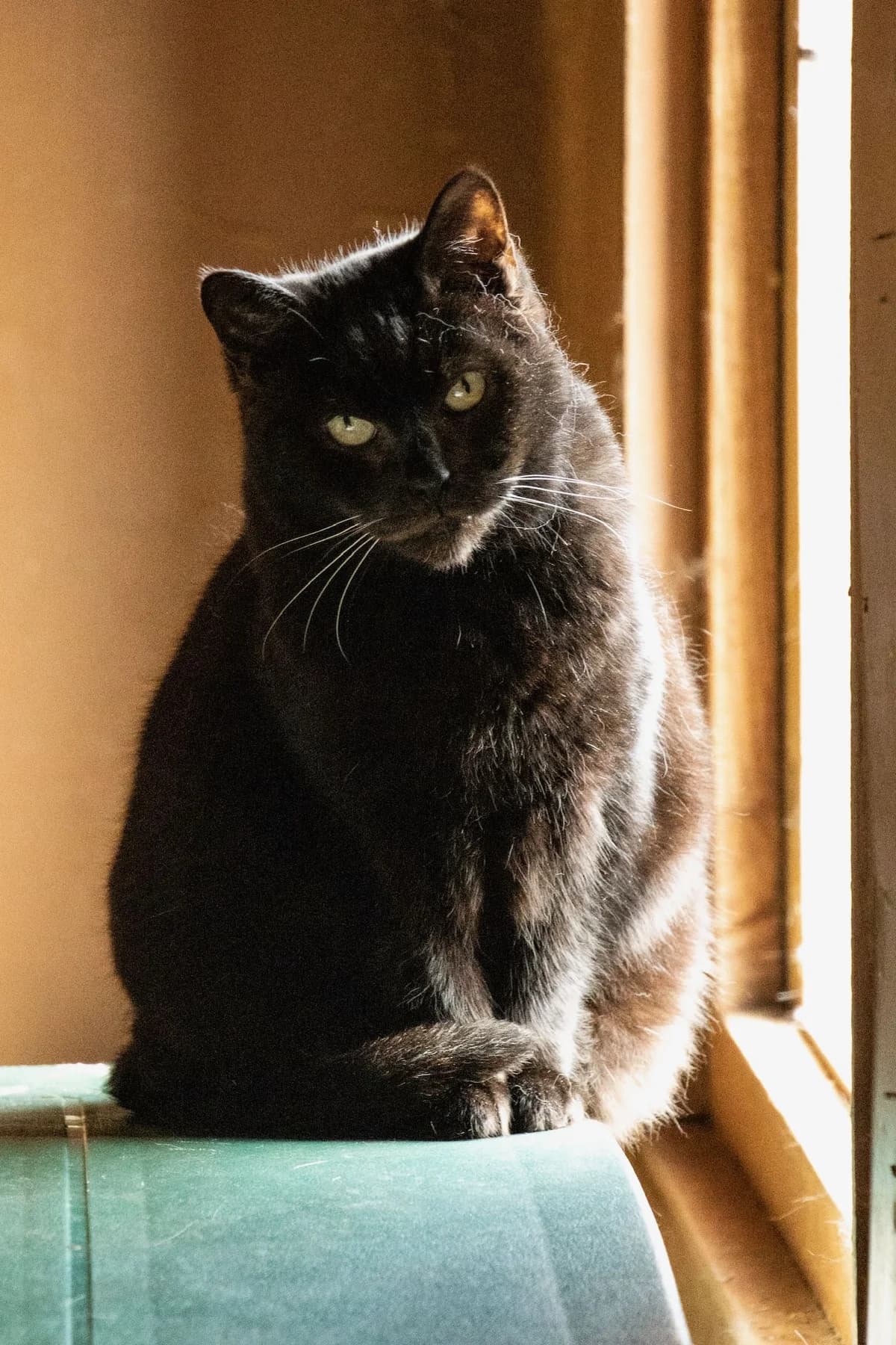 Rosalie, noir female senior European Shorthair for adoption at Les Petits Vieux ASBL, Chièvres