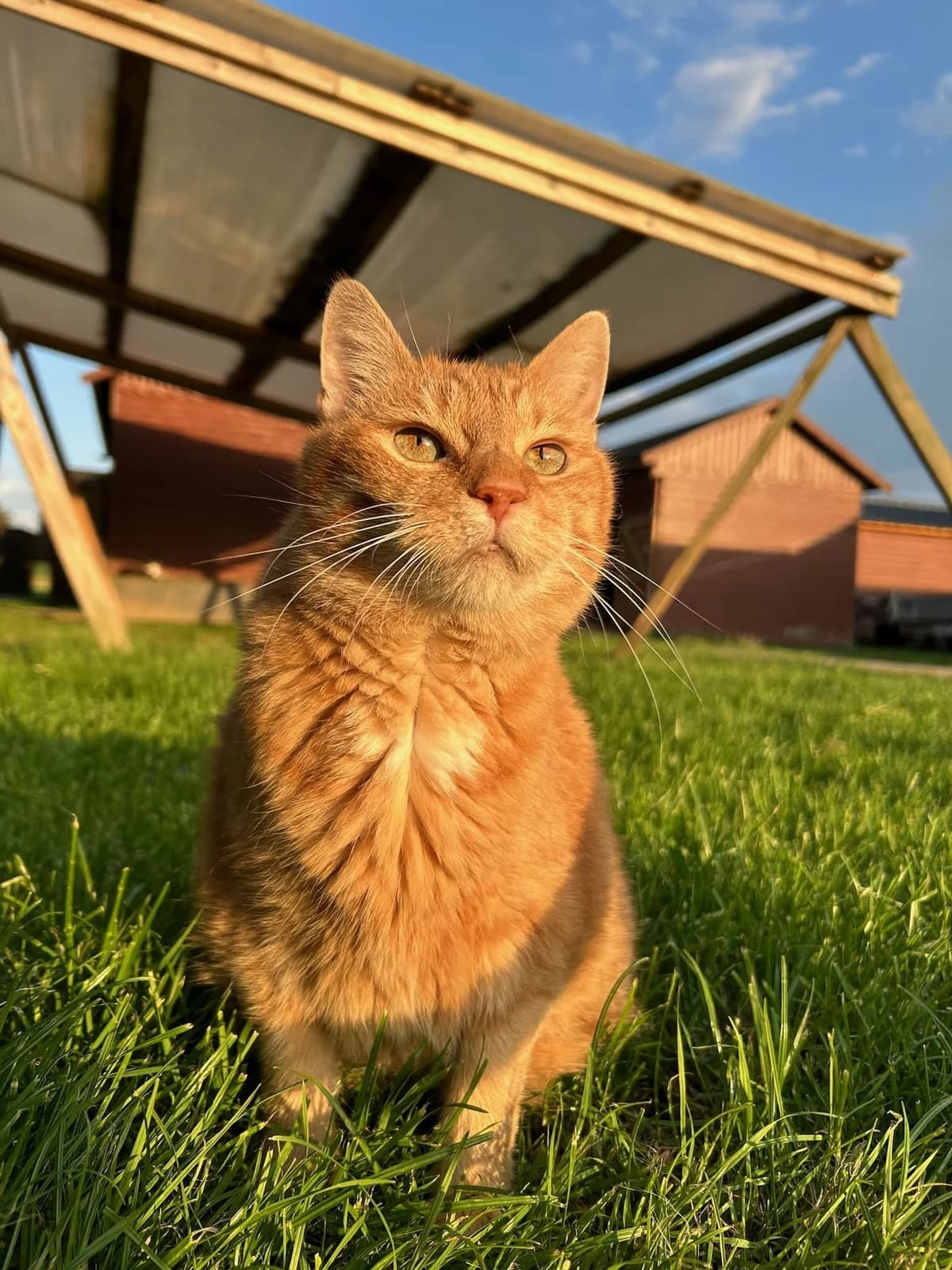 Rose, roux female European Shorthair for adoption at Les Petits Vieux ASBL, Chièvres