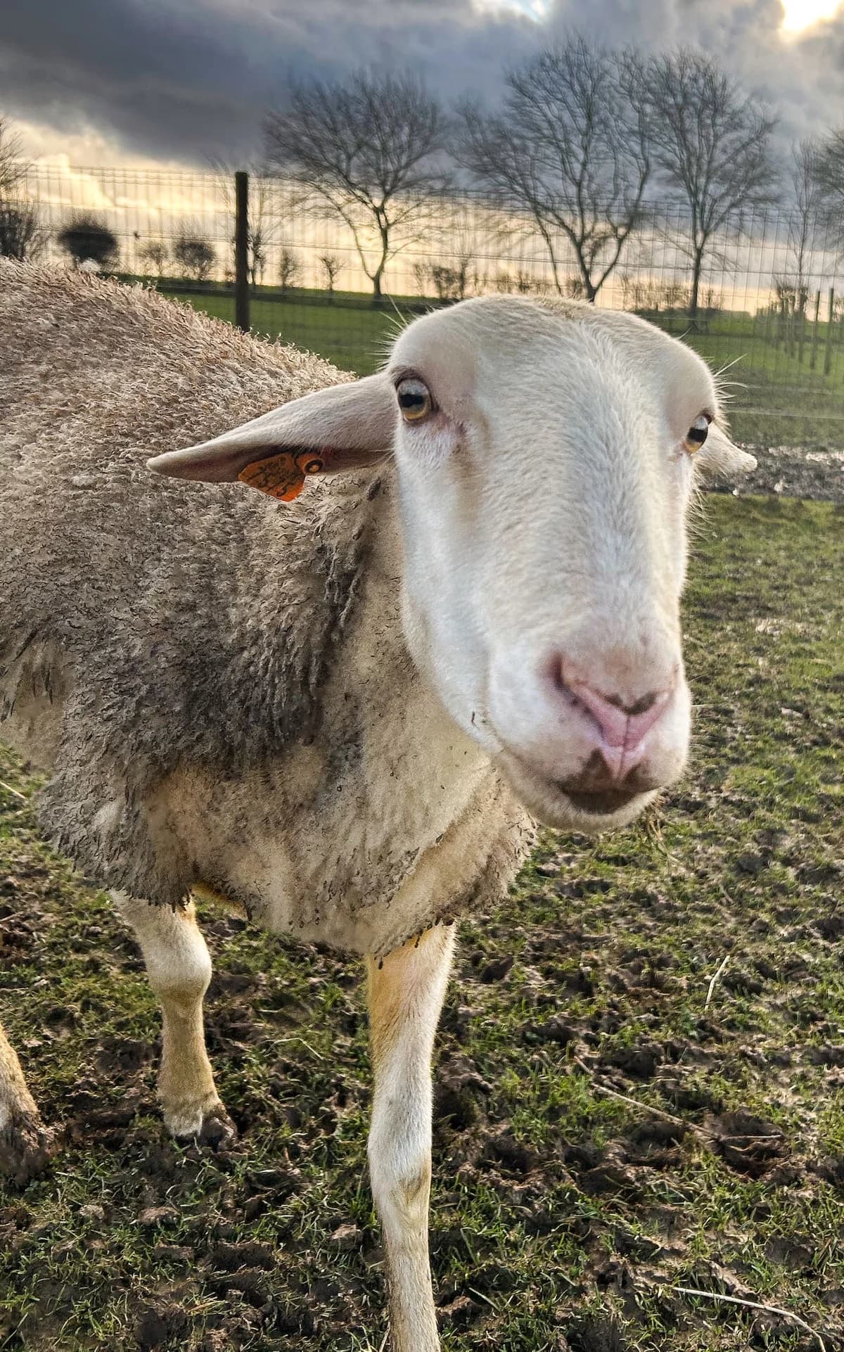 Salomé, blanc female mixed breed for adoption at Les Petits Vieux ASBL