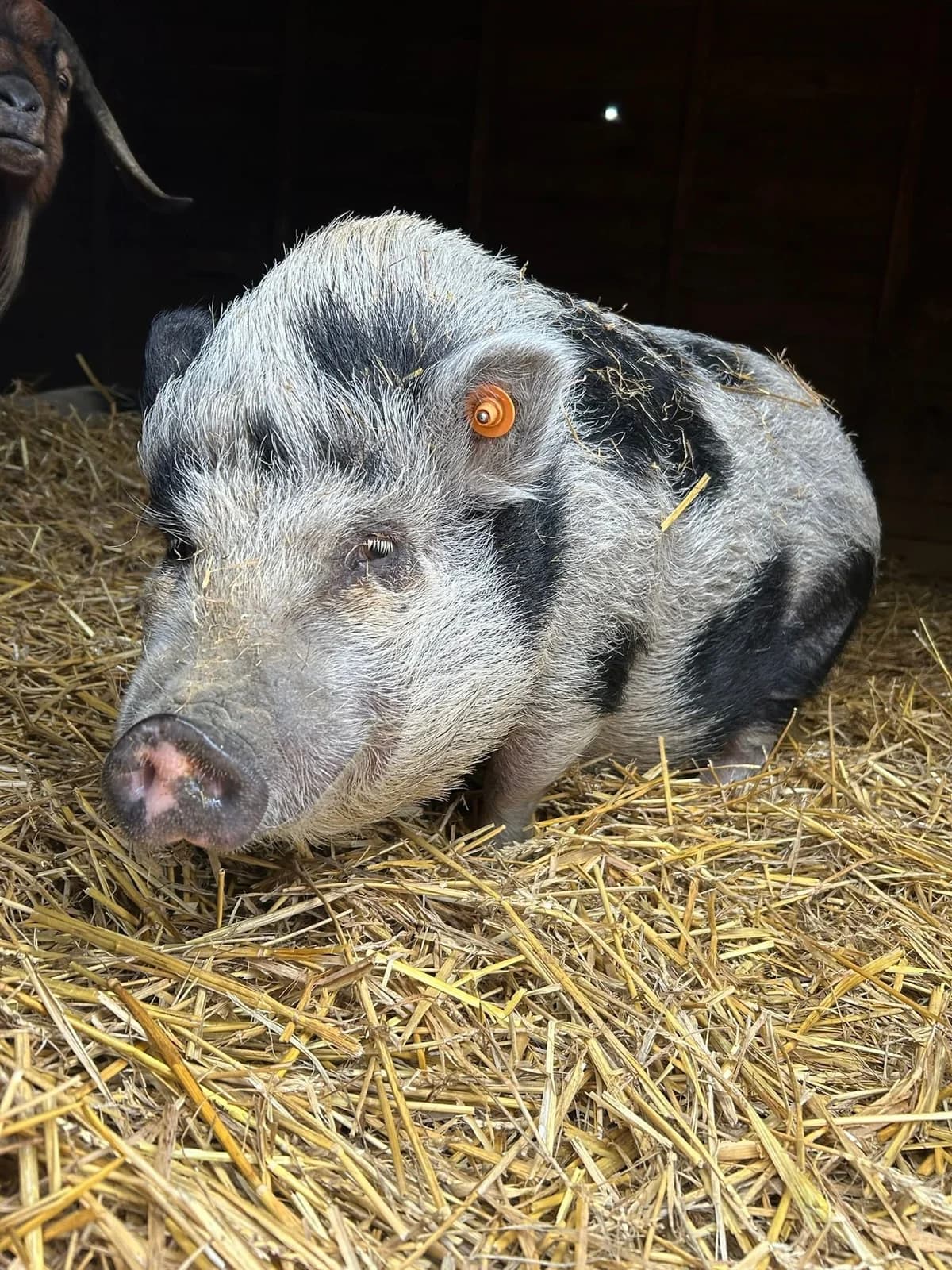 Sandra, blanc et noir female mixed breed for adoption at Les Petits Vieux ASBL