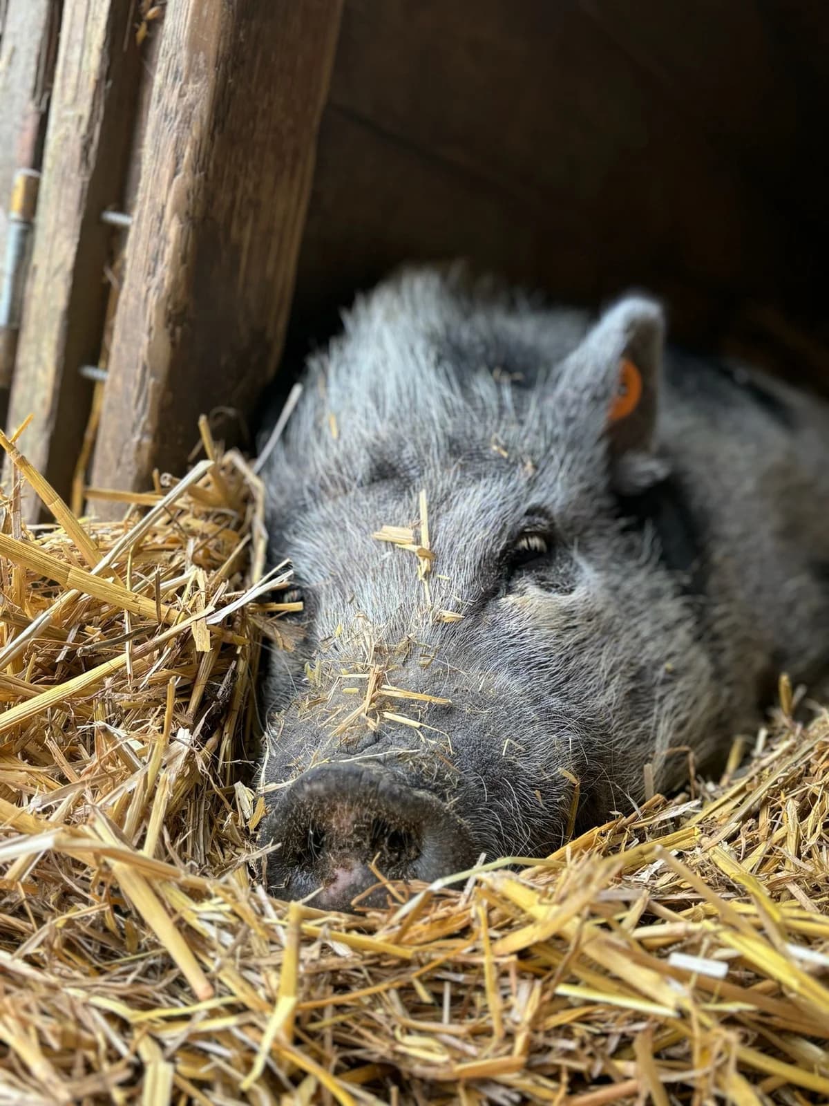 Sandra, blanc et noir female mixed breed for adoption at Les Petits Vieux ASBL — photo 2 of 5