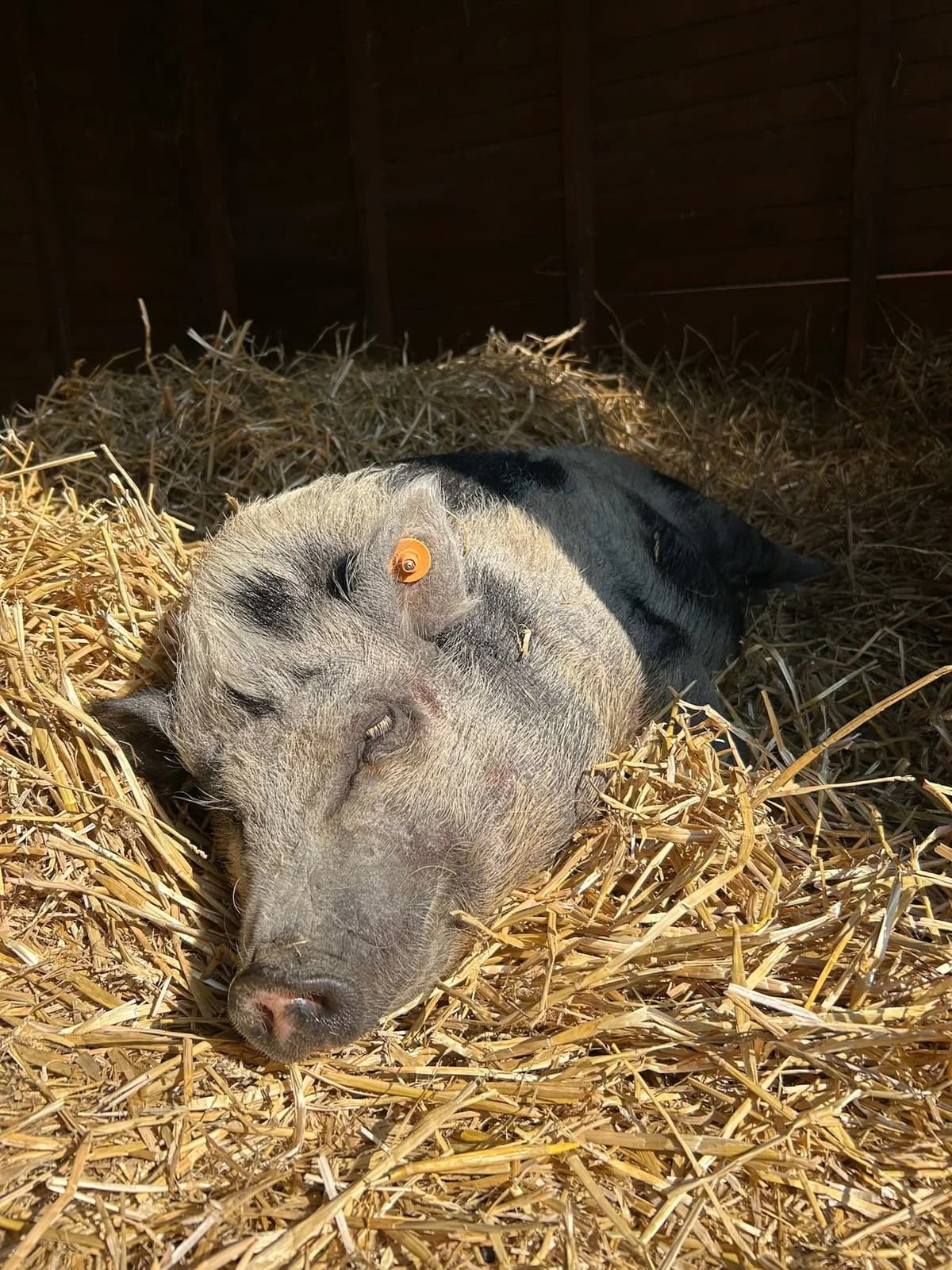 Sandra, blanc et noir female mixed breed for adoption at Les Petits Vieux ASBL — photo 3 of 5