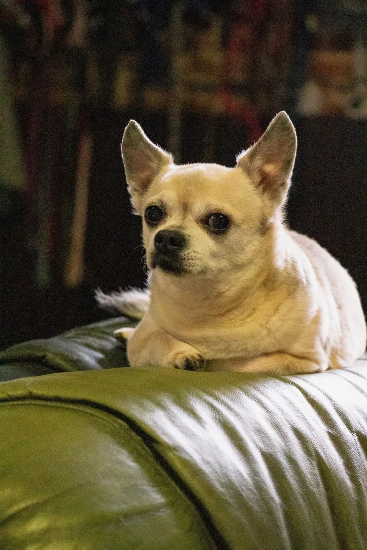 Saphir, beige clair male senior Chihuahua for adoption at Les Petits Vieux ASBL, Chièvres