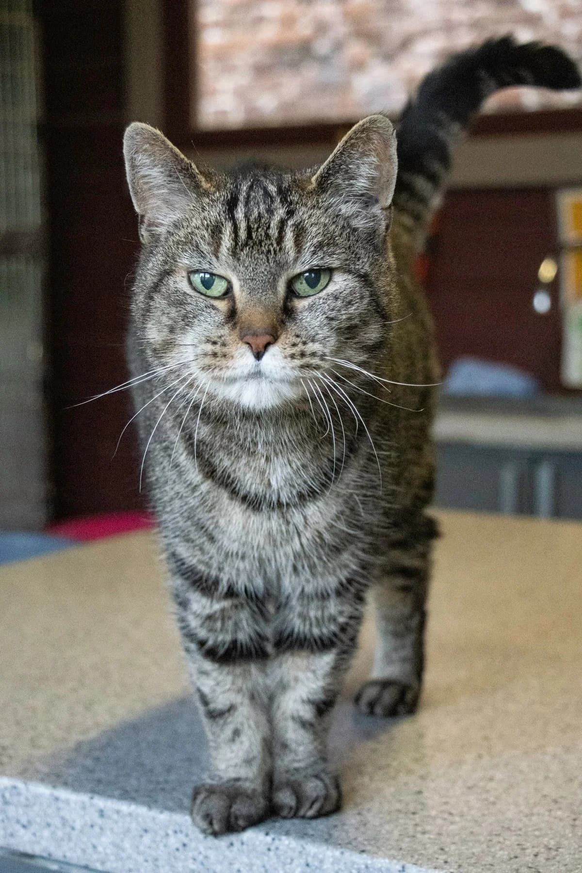 Saskia, tigré gris female senior European Shorthair for adoption at Les Petits Vieux ASBL, Chièvres
