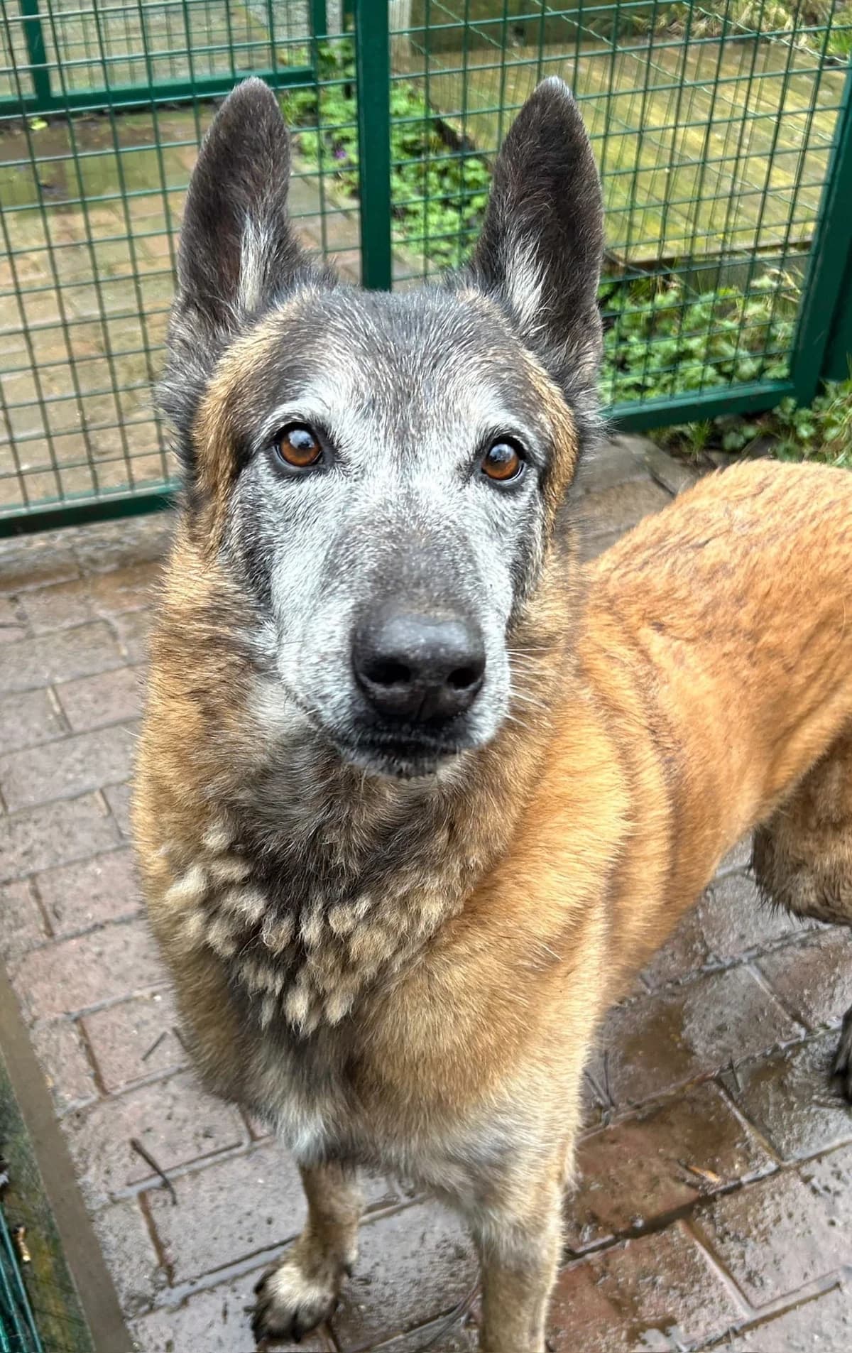 Taiko, noir et feu male senior Belgian Malinois for adoption at Les Petits Vieux ASBL, Chièvres