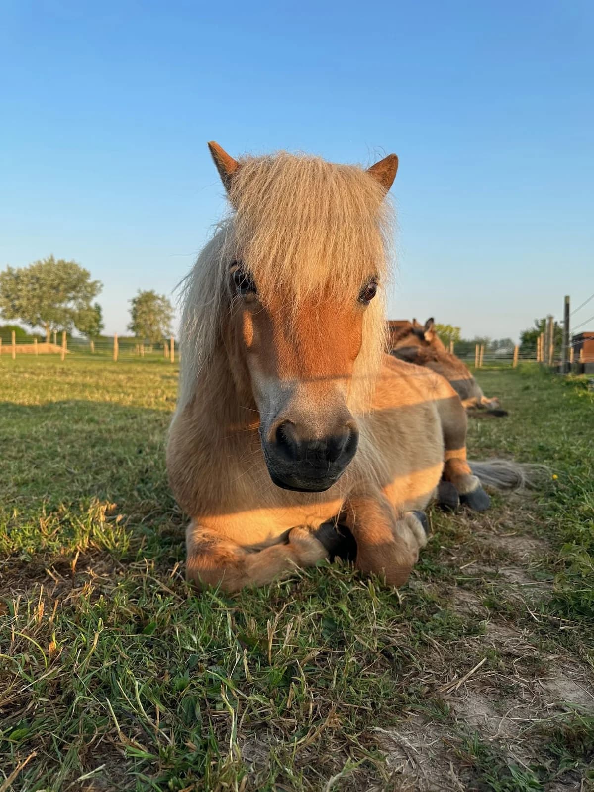 Tapas,  mixed breed for adoption at Les Petits Vieux ASBL, Chièvres