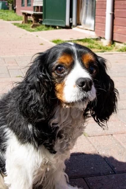 Thanis, tricolore female senior Cavalier King Charles Spaniel for adoption at Les Petits Vieux ASBL, Chièvres