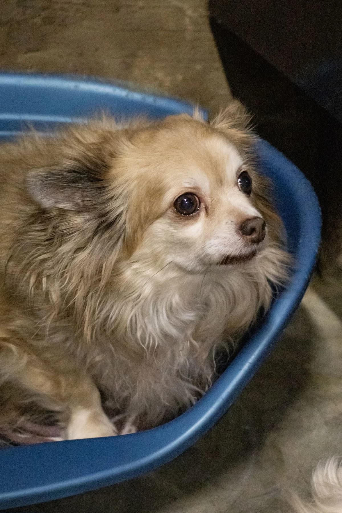 Tiana, beige female senior Chihuahua for adoption at Les Petits Vieux ASBL, Chièvres
