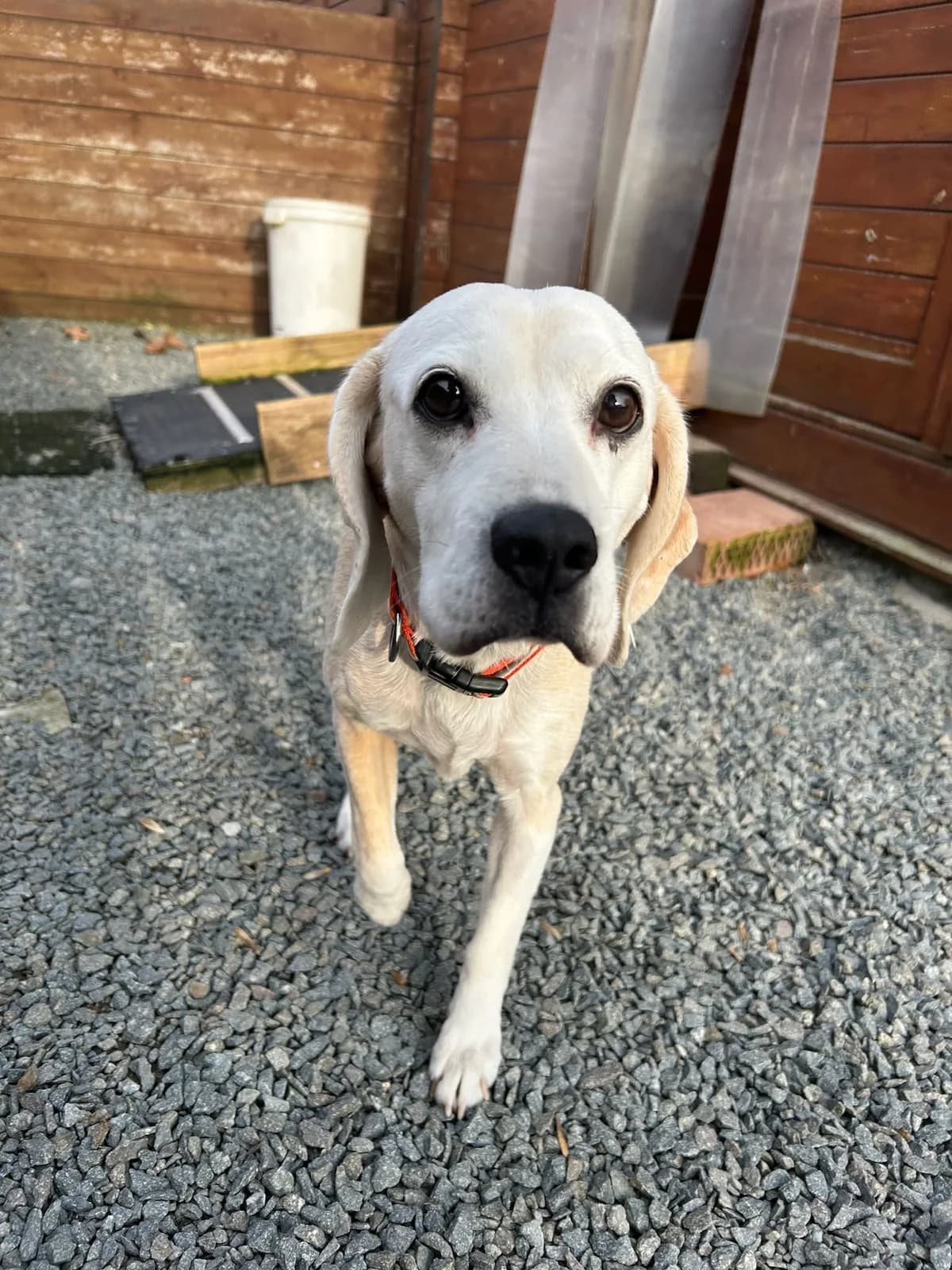 Tiara, tricolore female senior Beagle for adoption at Les Petits Vieux ASBL, Chièvres