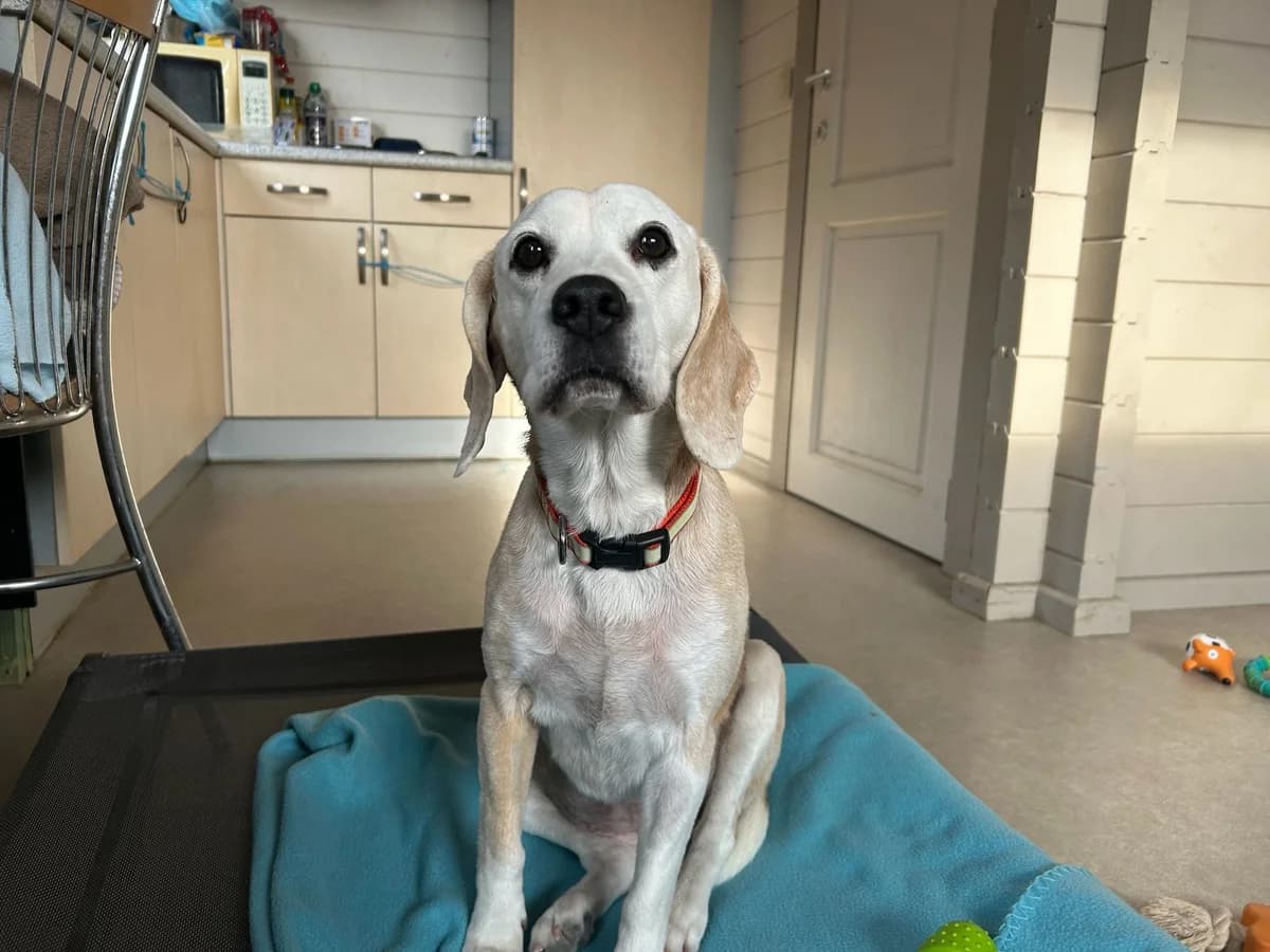 Tiara, tricolore female Beagle for adoption at Les Petits Vieux ASBL, Chièvres — photo 2 of 5