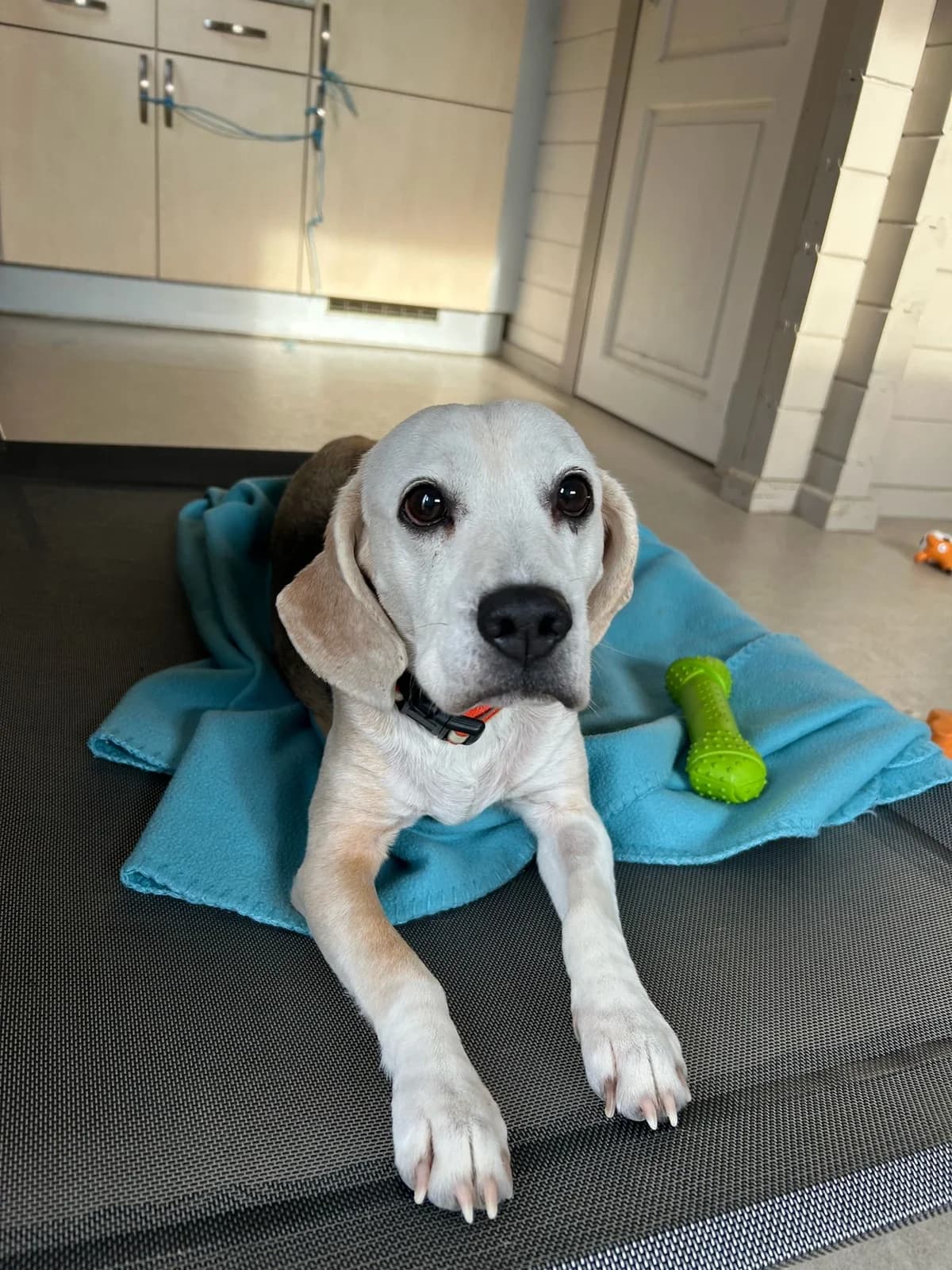 Tiara, tricolore female Beagle for adoption at Les Petits Vieux ASBL, Chièvres — photo 3 of 5