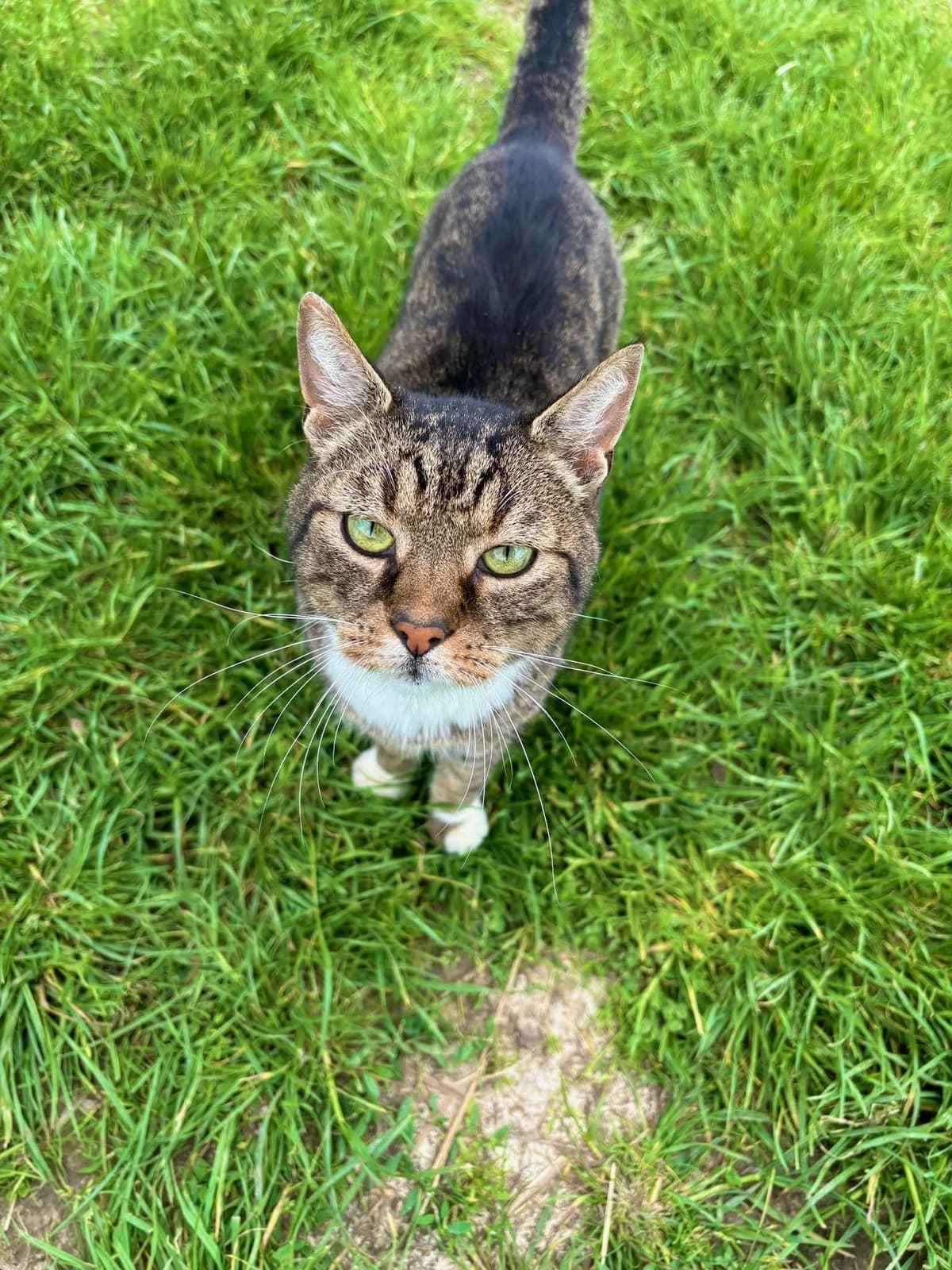 Tibou, tigré et blanc male European Shorthair for adoption at Les Petits Vieux ASBL, Chièvres
