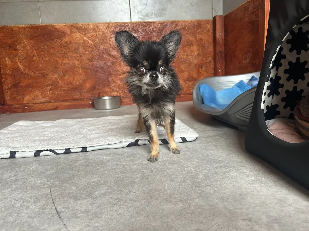 Tina, noir female Chihuahua for adoption at Les Petits Vieux ASBL, Chièvres