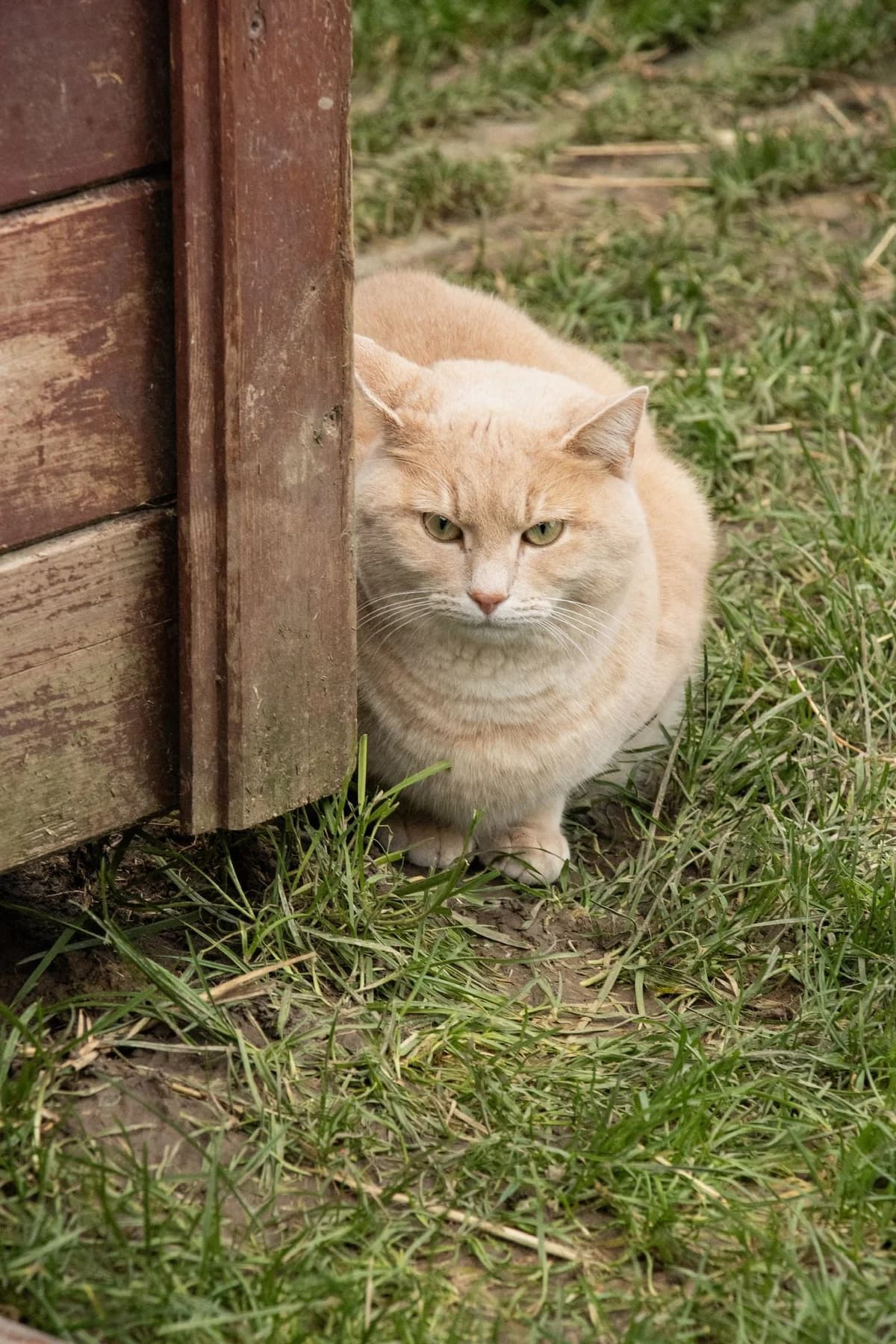 Toulouse, roux beige male 3yo European Shorthair for adoption at Les Petits Vieux ASBL, Chièvres
