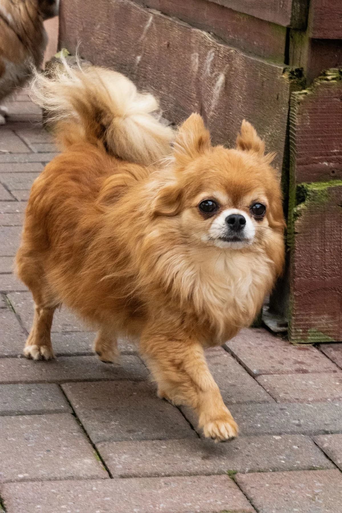 Trésor, brun male senior Chihuahua for adoption at Les Petits Vieux ASBL, Chièvres