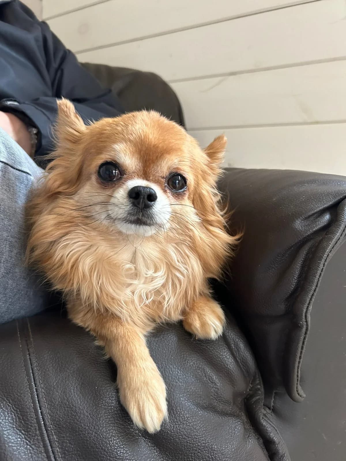Trésor, brun male Chihuahua for adoption at Les Petits Vieux ASBL, Chièvres — photo 2 of 7