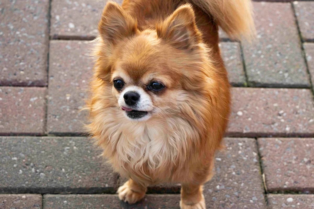 Trésor, brun male Chihuahua for adoption at Les Petits Vieux ASBL, Chièvres — photo 3 of 7