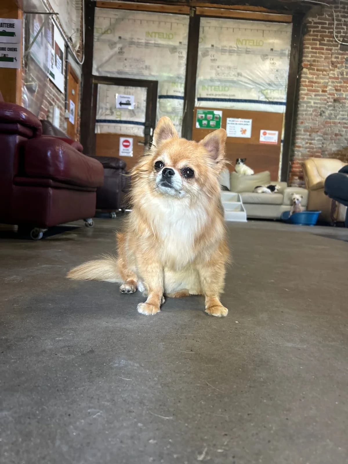 Trésor, brun male Chihuahua for adoption at Les Petits Vieux ASBL, Chièvres — photo 4 of 7