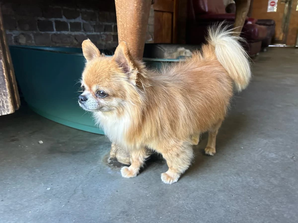Trésor, brun male Chihuahua for adoption at Les Petits Vieux ASBL, Chièvres — photo 5 of 7