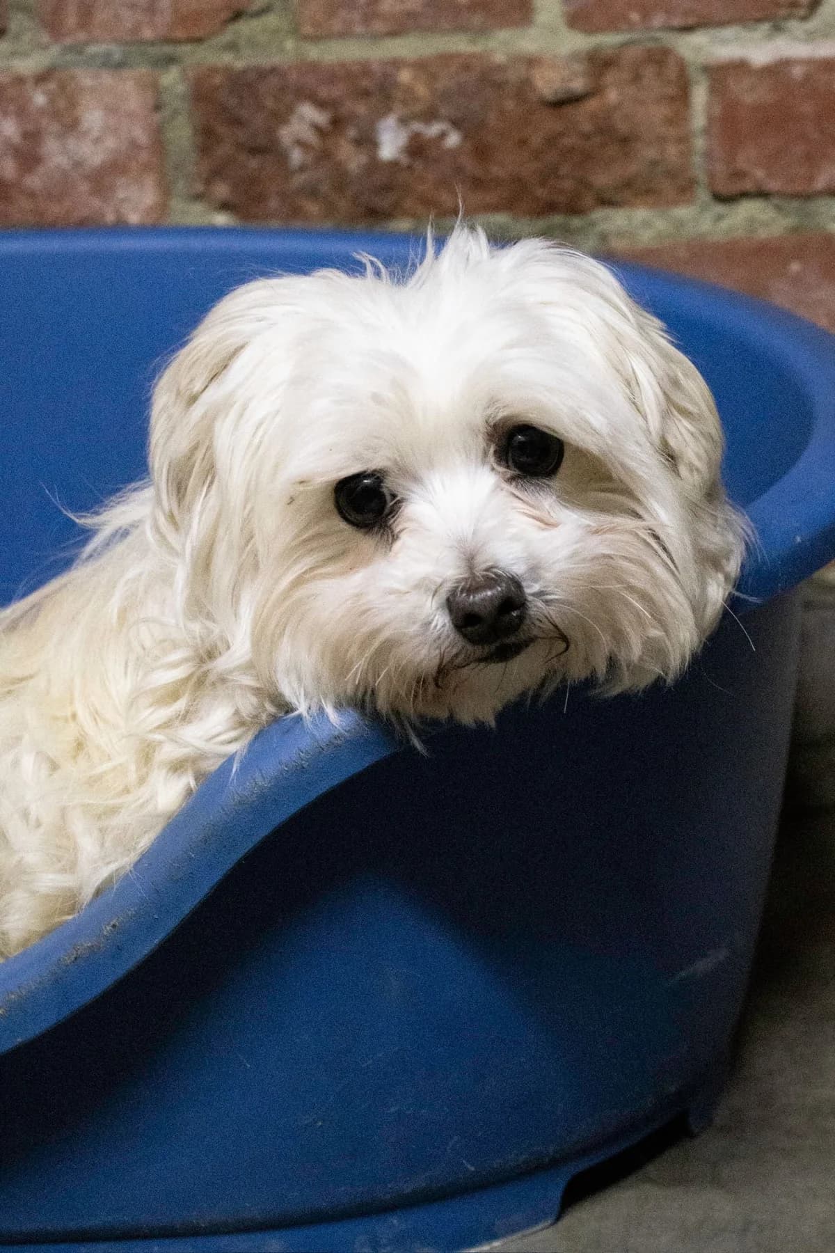 Violette, blanc female senior Maltese for adoption at Les Petits Vieux ASBL, Chièvres