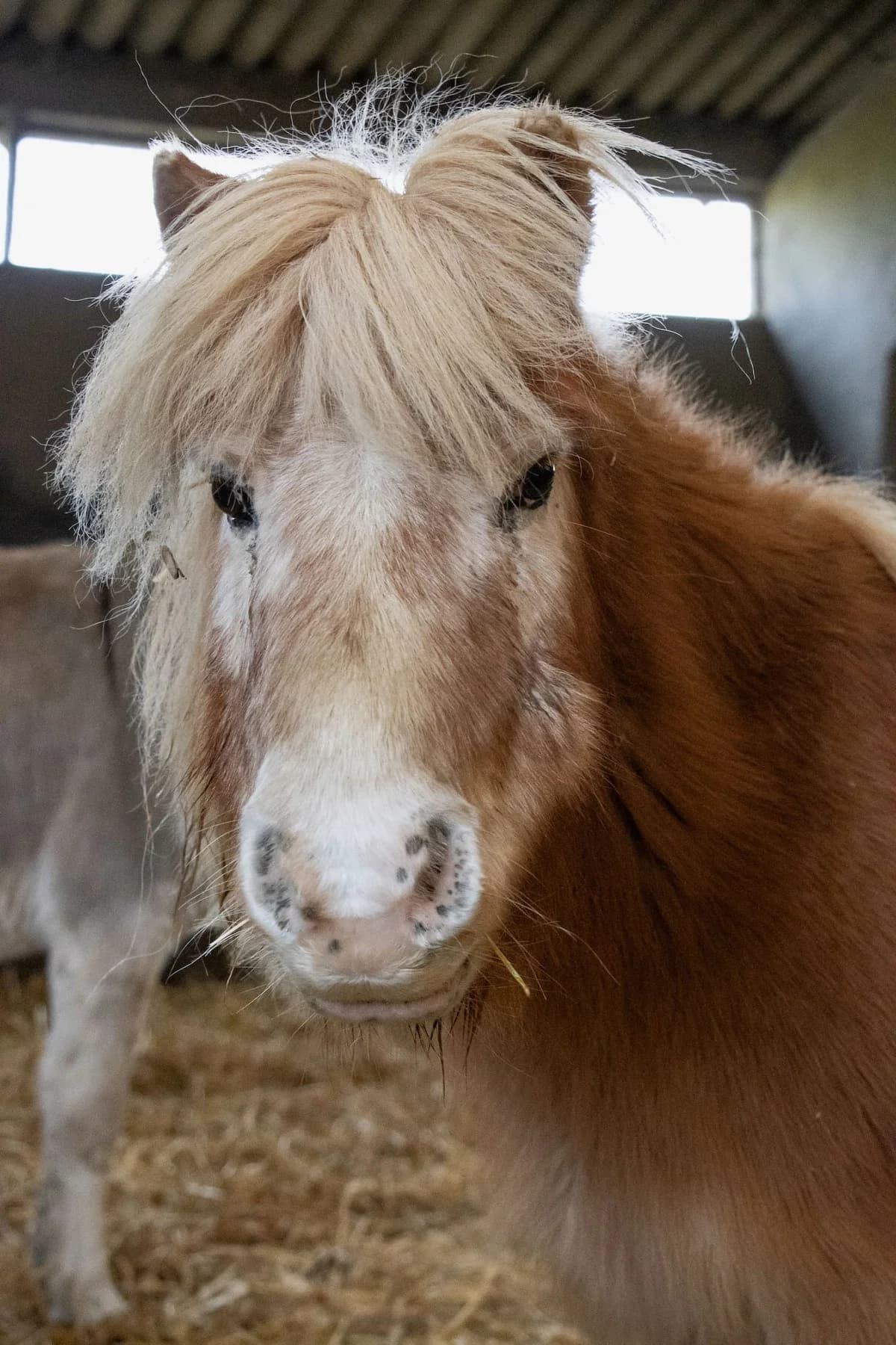 Wasabi,  senior mixed breed for adoption at Les Petits Vieux ASBL, Chièvres