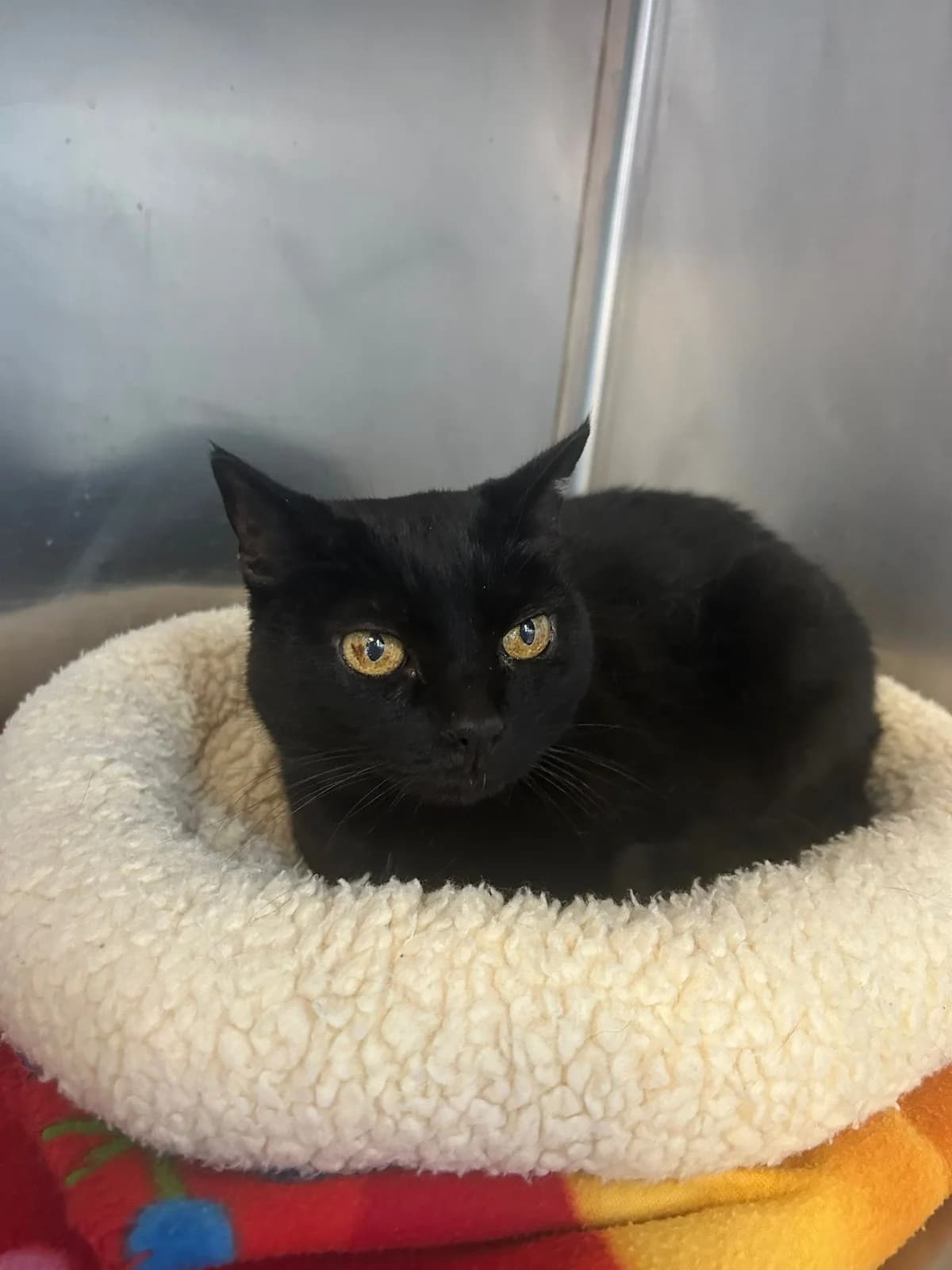 Zazie, noir female European Shorthair for adoption at Les Petits Vieux ASBL, Chièvres