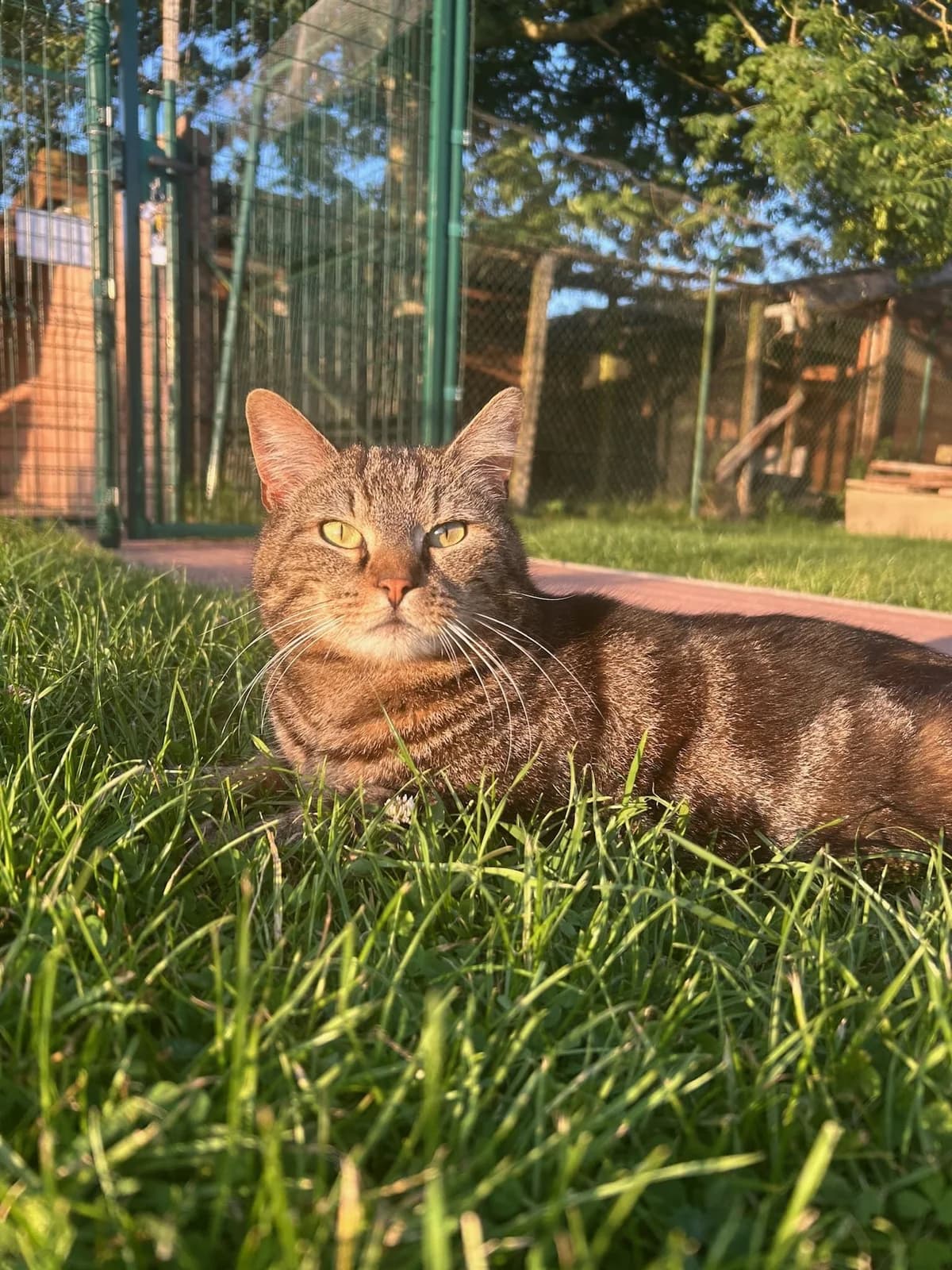 Zazu, tigré brun male European Shorthair for adoption at Les Petits Vieux ASBL, Chièvres