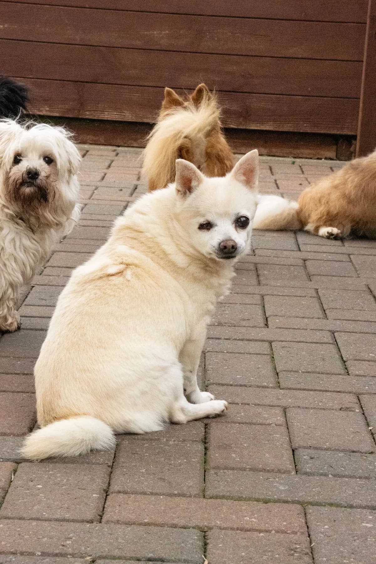 Zoé, beige female senior Chihuahua for adoption at Les Petits Vieux ASBL, Chièvres