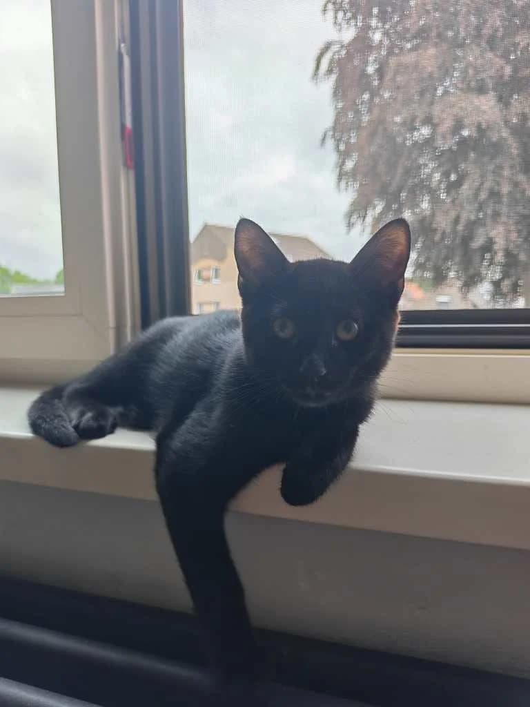 Vic, zwart male puppy Mixed Breed Cat for adoption at Missie Miauw vzw