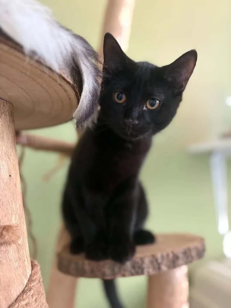 Vlad, zwart male Mixed Breed Cat for adoption at Missie Miauw vzw