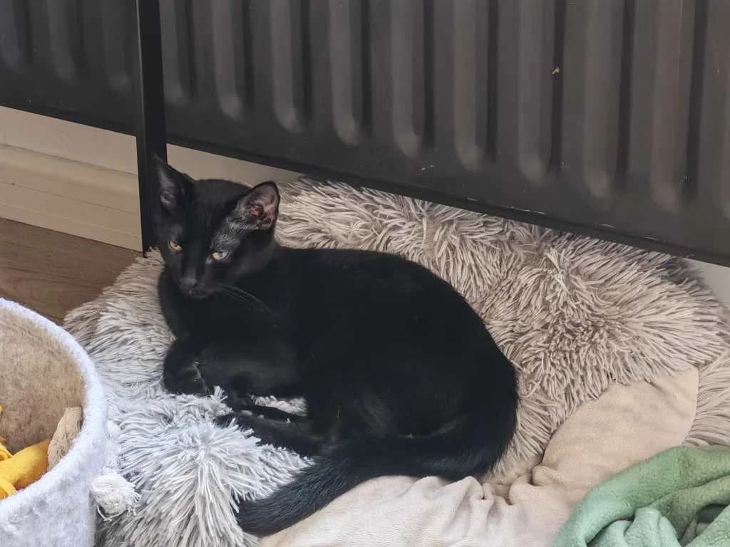Vroem, zwart male Mixed Breed Cat for adoption at Missie Miauw vzw