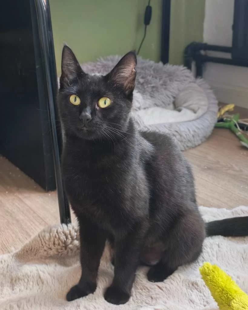 Velvet, zwart female young Mixed Breed Cat for adoption at Missie Miauw vzw