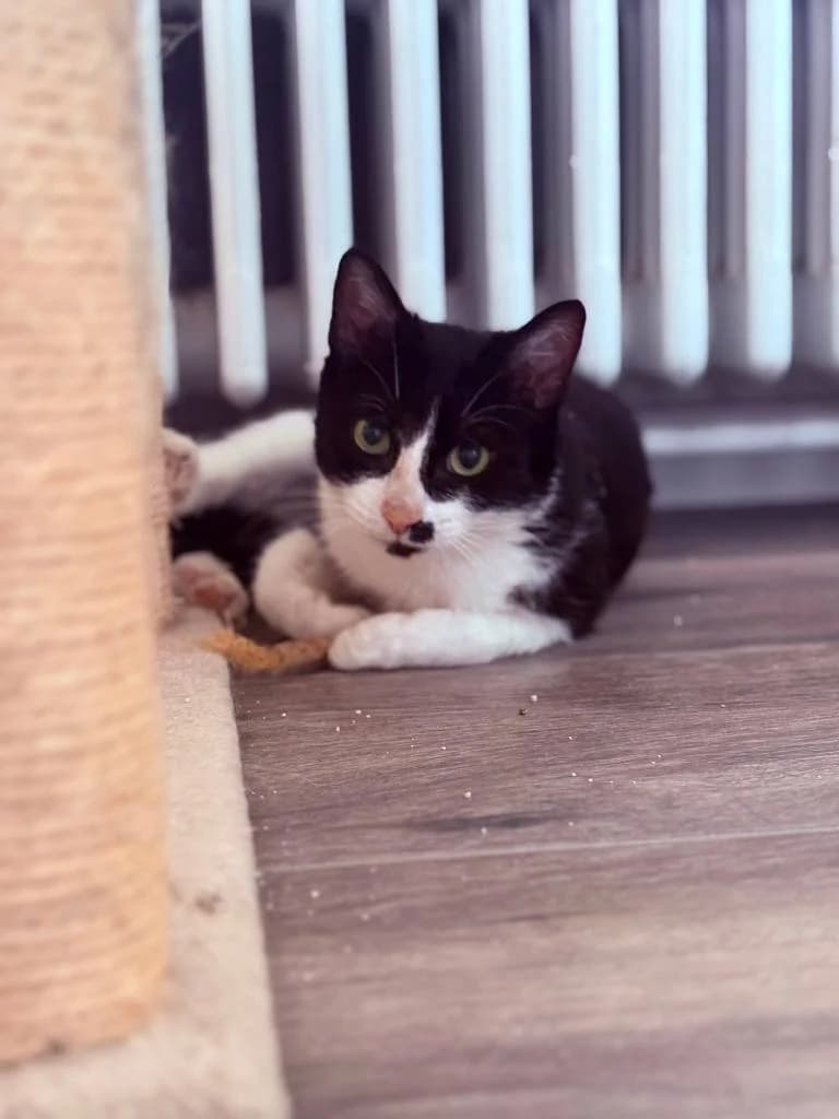 Matti, zwart-wit male young Mixed Breed Cat for adoption at Missie Miauw vzw
