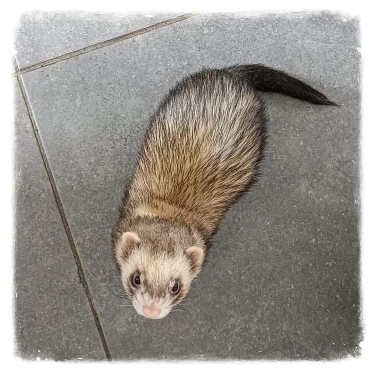 Edgar, male young mixed breed for adoption at Mustela ASBL