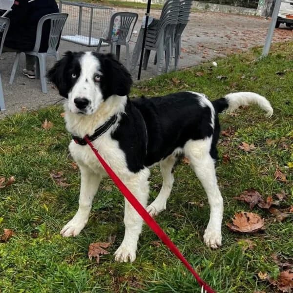 Falco,  puppy Mixed Breed for adoption at Nalas Friends, Ghent