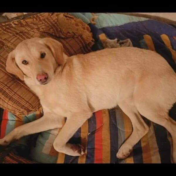 Alfie,  puppy Mixed Breed for adoption at Nalas Friends, Ghent
