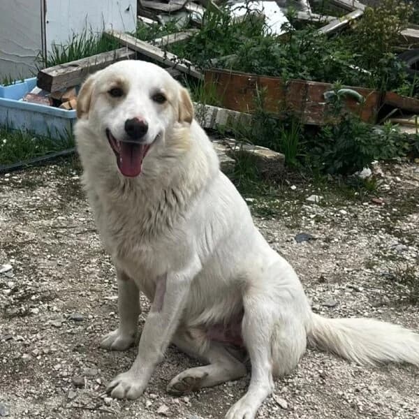 Billy,  puppy Mixed Breed for adoption at Nalas Friends, Ghent