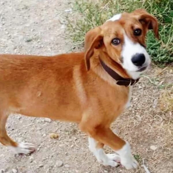 Maska,  puppy Mixed Breed for adoption at Nalas Friends, Ghent