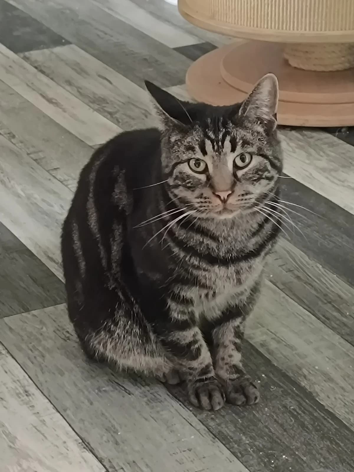 Socrate, male Mixed Breed for adoption at Refuge Natur