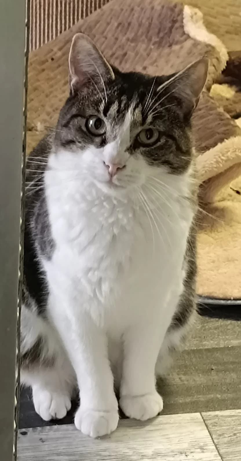 Jekyll, male 3yo Mixed Breed for adoption at Refuge Natur