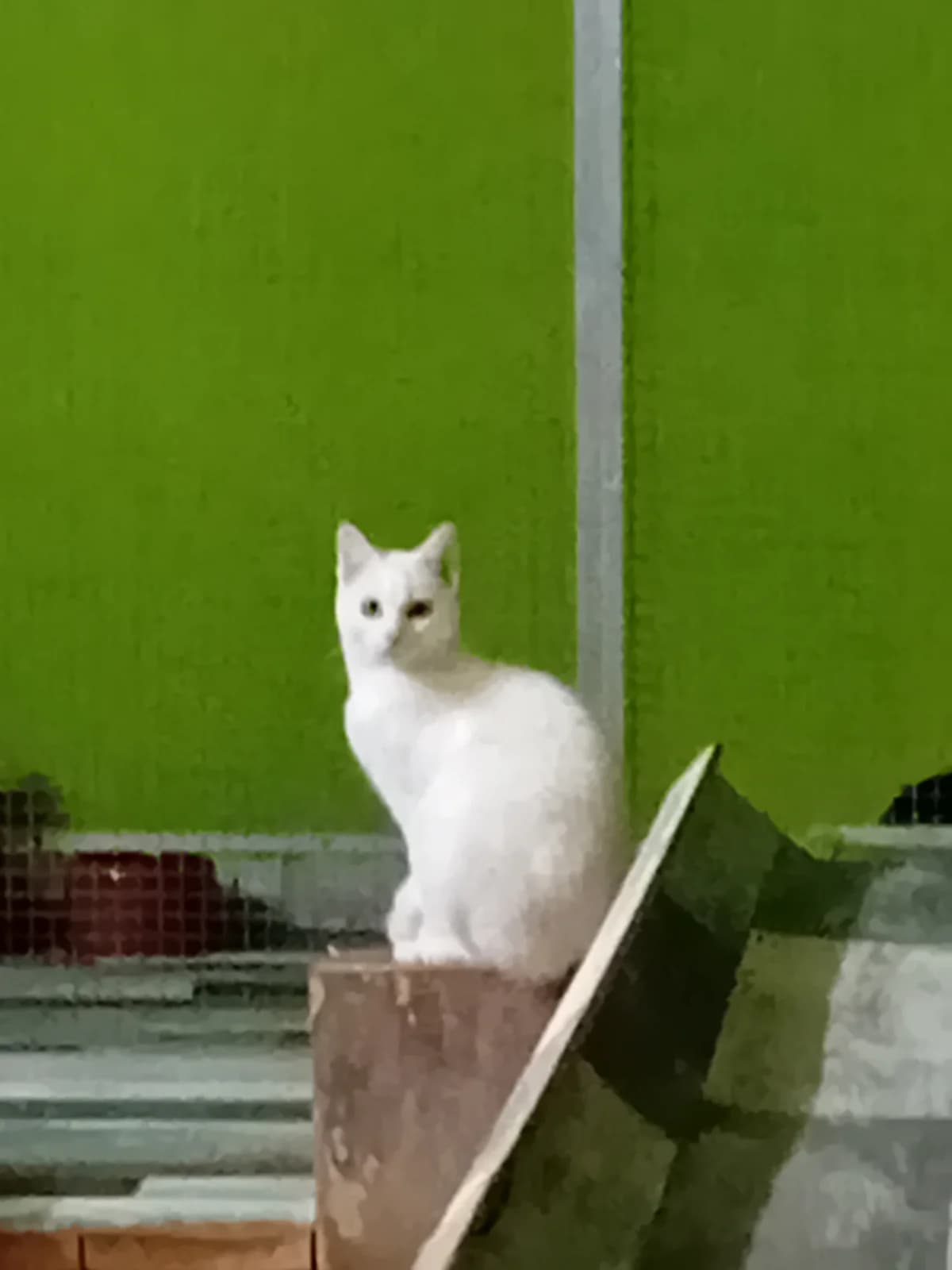 snow, female young Mixed Breed for adoption at Refuge Natur