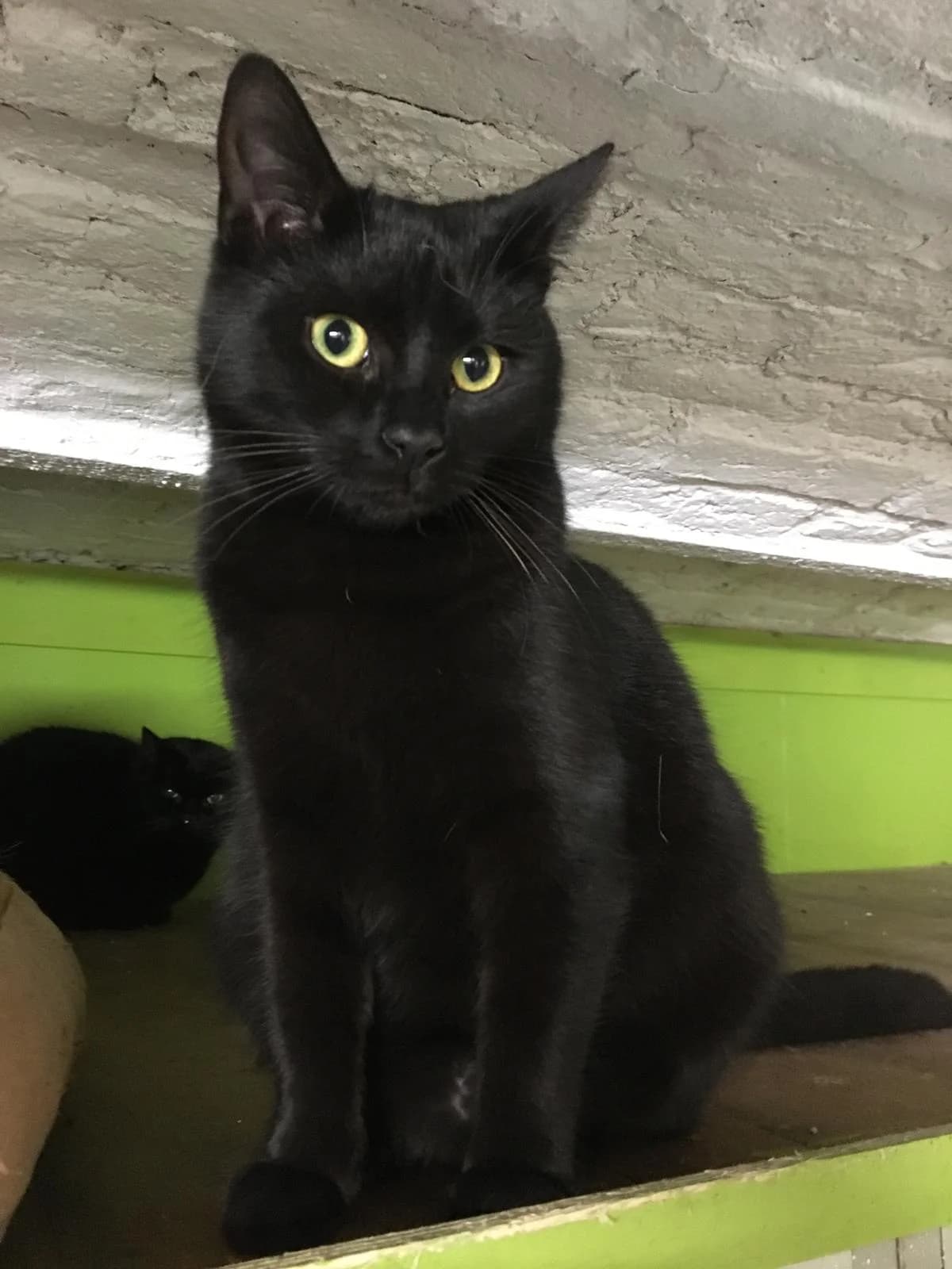 Guiness, female Mixed Breed for adoption at Refuge Natur