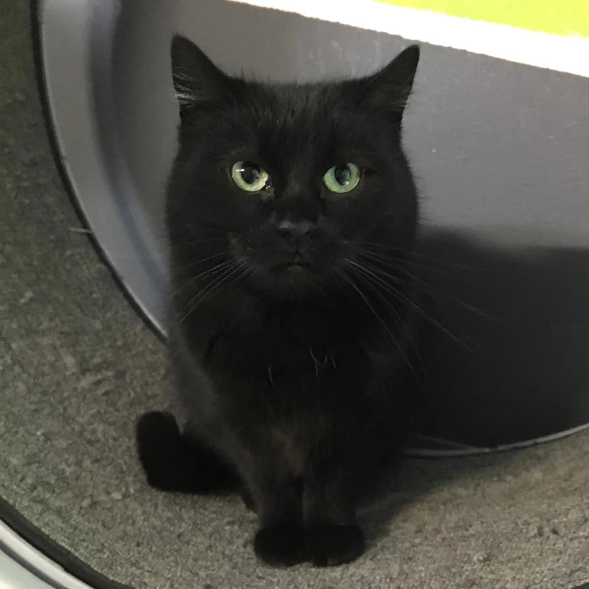 Ariel, female Mixed Breed for adoption at Refuge Natur