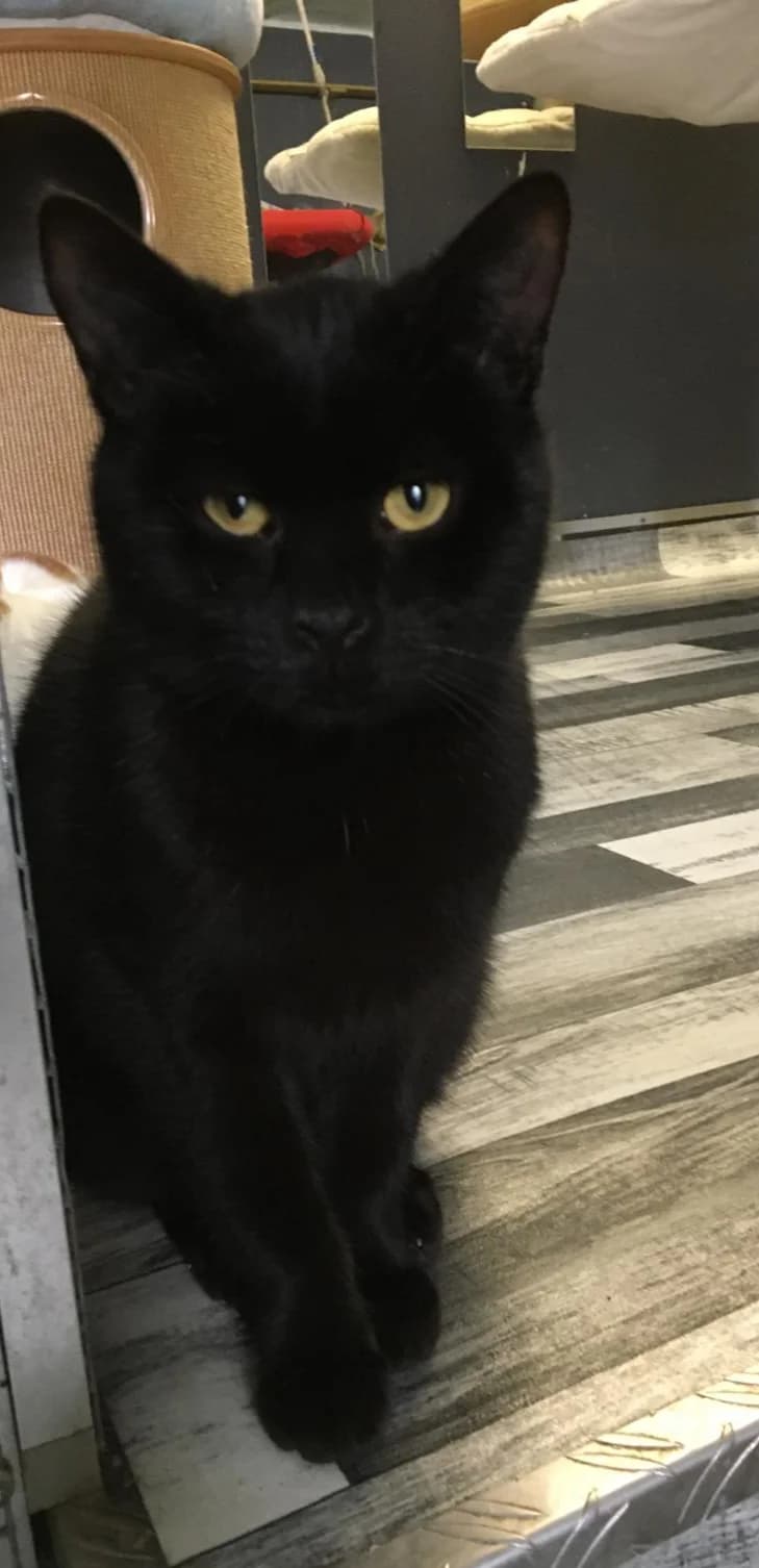 Kuro, male Mixed Breed for adoption at Refuge Natur