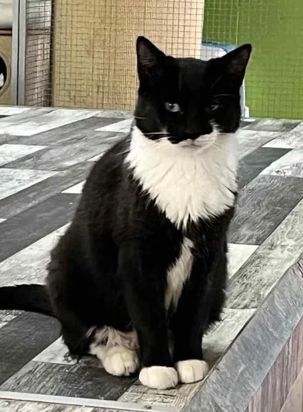 Mistyc, female 6yo Mixed Breed for adoption at Refuge Natur