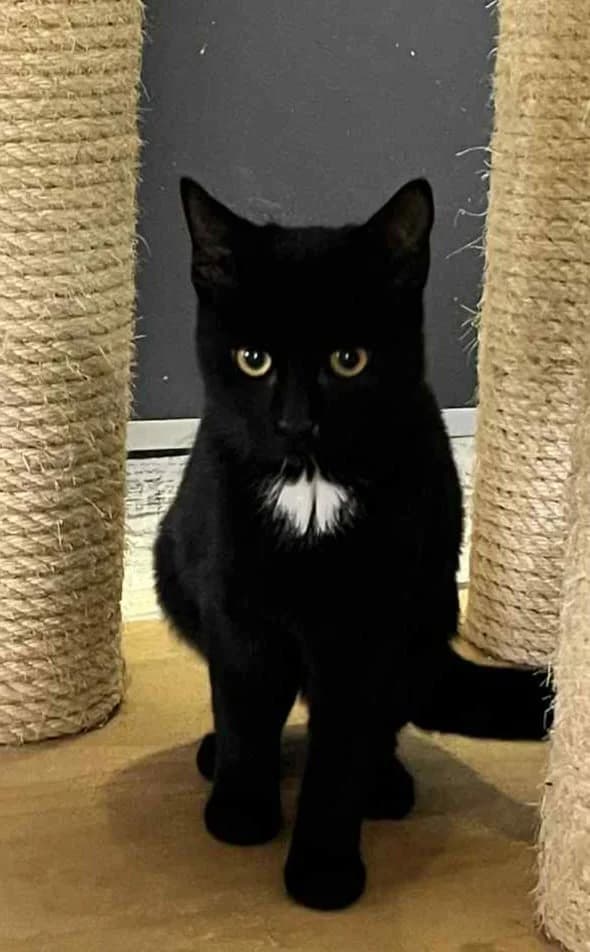 Angel, female Mixed Breed for adoption at Refuge Natur