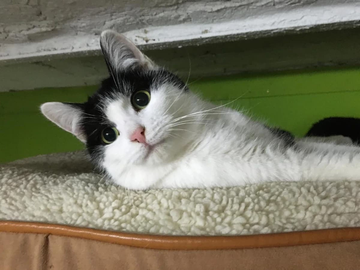 Ling, female Mixed Breed for adoption at Refuge Natur